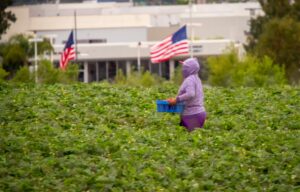 Farm worker in the middle of crops holding a basket with two American flags flying in the background